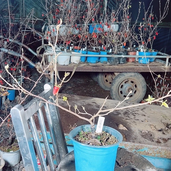 用***5无花朵哈哈哈哈哈哈