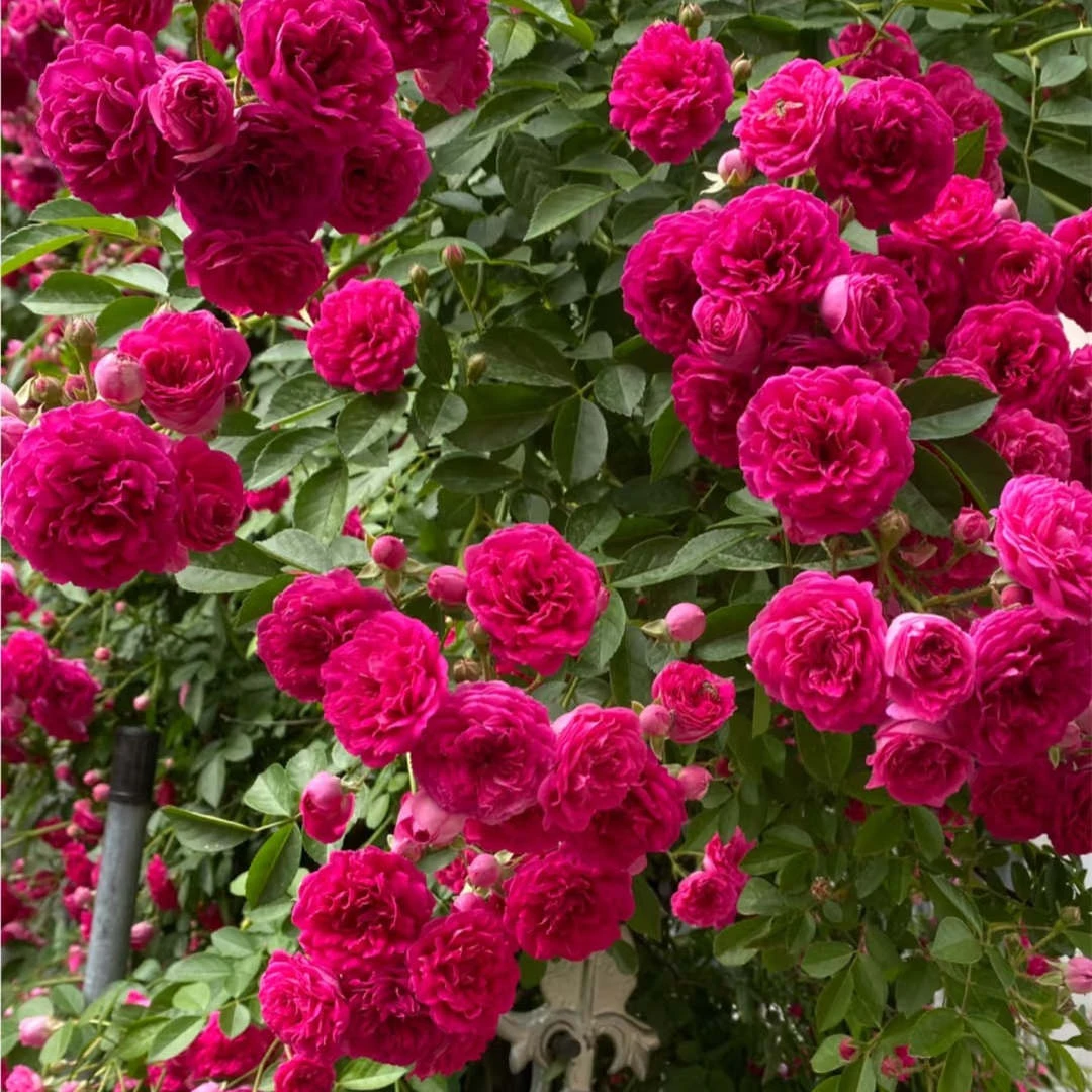 红木香月季花无刺爬藤多花庭院盆栽