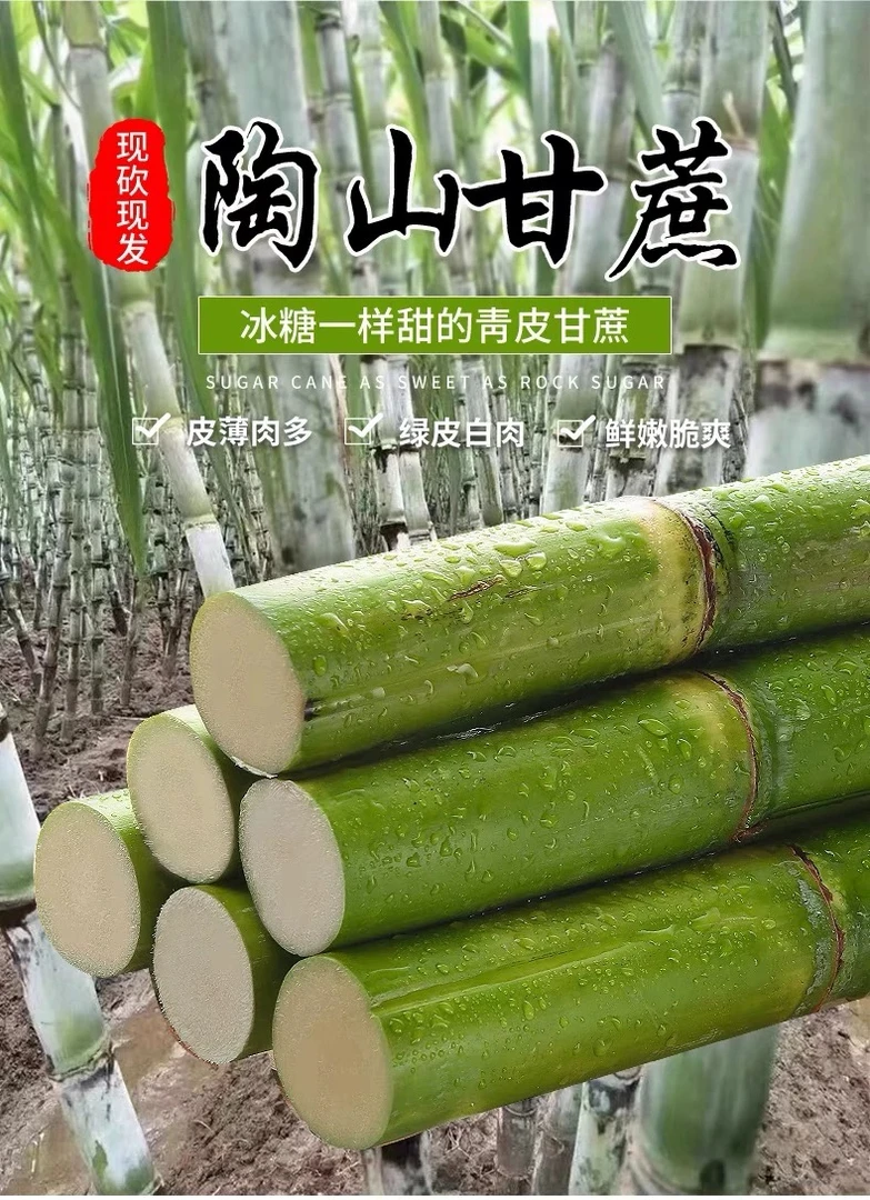 瑞安陶山甘蔗陶山青皮甘蔗现挖现发月月家