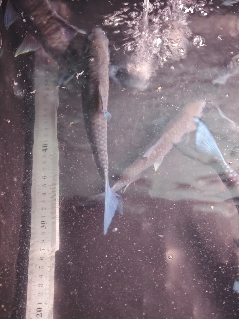 异口蓝吉罗小苗子