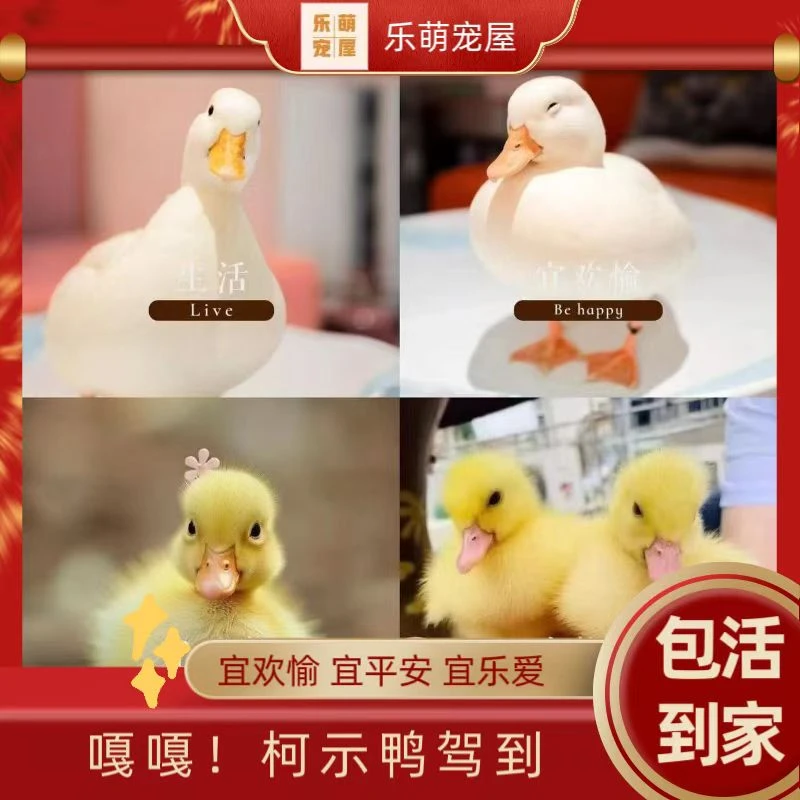 【包活到家】网红萌宠小黄鸭儿童必备听话可爱观赏鸭幼崽粘人好养活