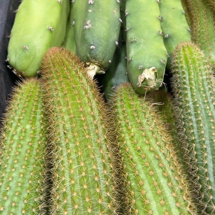 双色金妞侧芽一条7.88