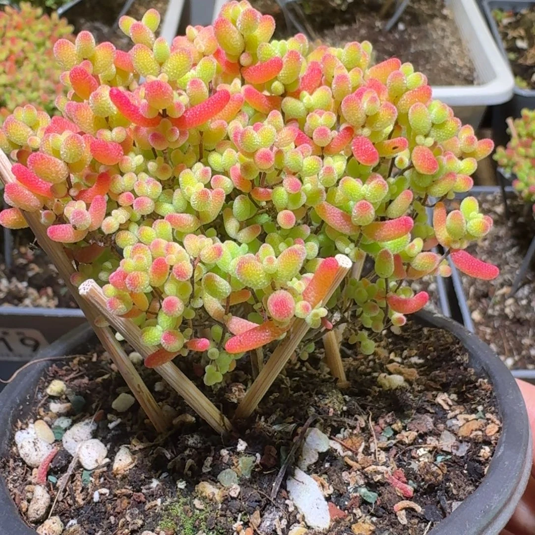 蜜橘糖球枝干番杏496