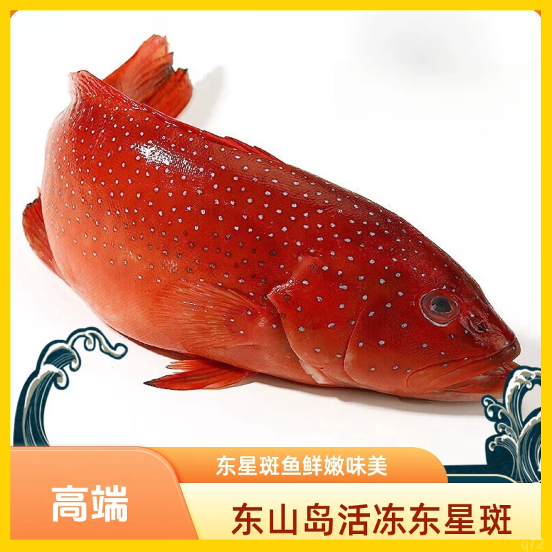 东星斑海钓深海石斑鱼海鲜速冻锁鲜新鲜石斑鱼鲜嫩红石斑鱼深海鱼
