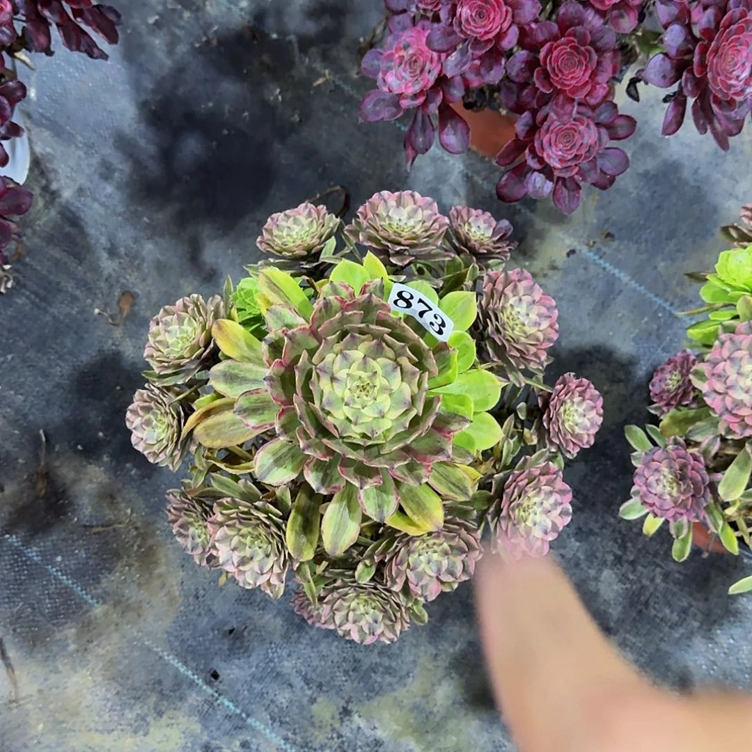 873粉黛法师多肉