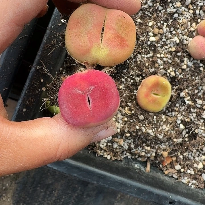 心*多肉植物满20包邮