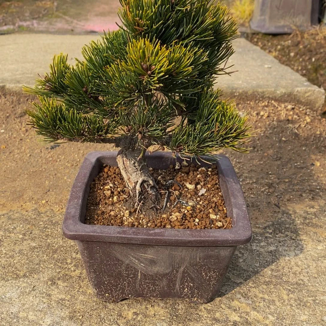 【闪购商品】五针松盆景用****0