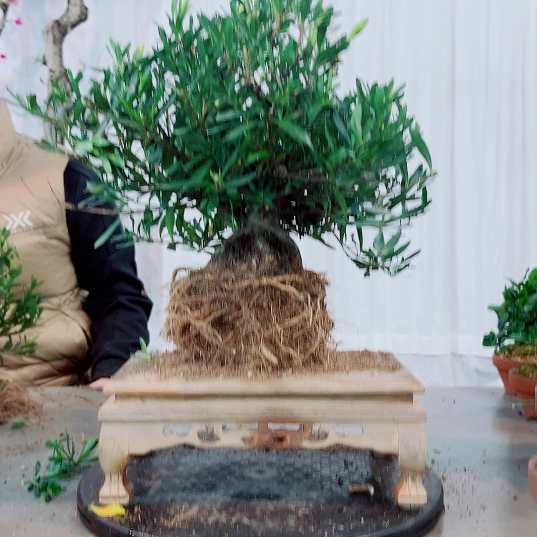 熊***栀小菊栀子花花花花