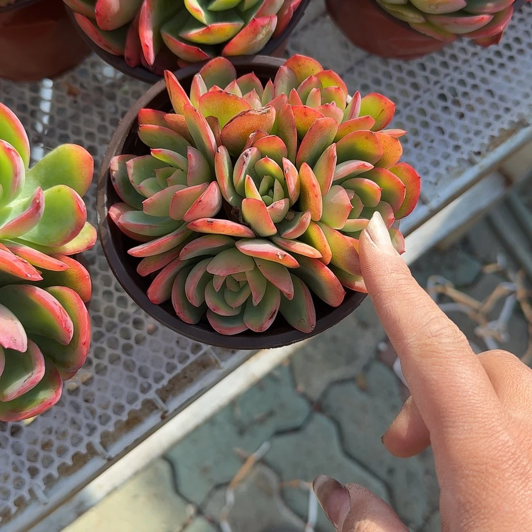 绮罗多肉植物精品