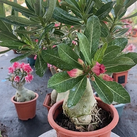 【闪购商品】无花朵用****4绿植