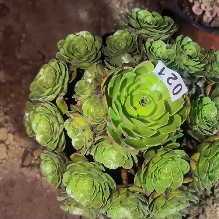 021绿珀多肉植物不售后