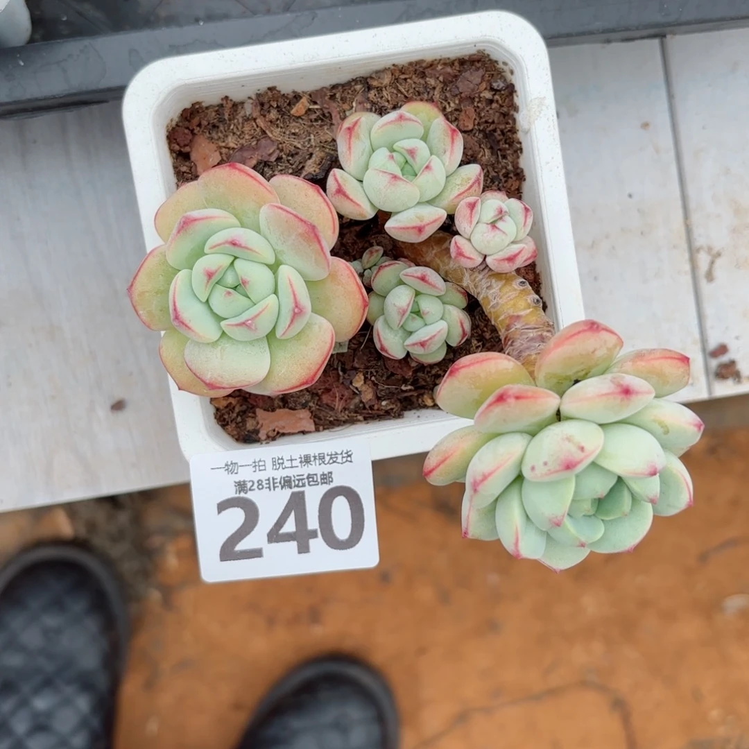 香草老桩无盆土发货
