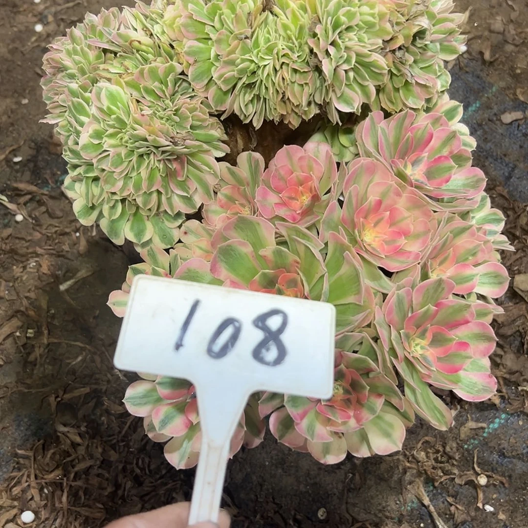 多肉植物粉女巫缀花108