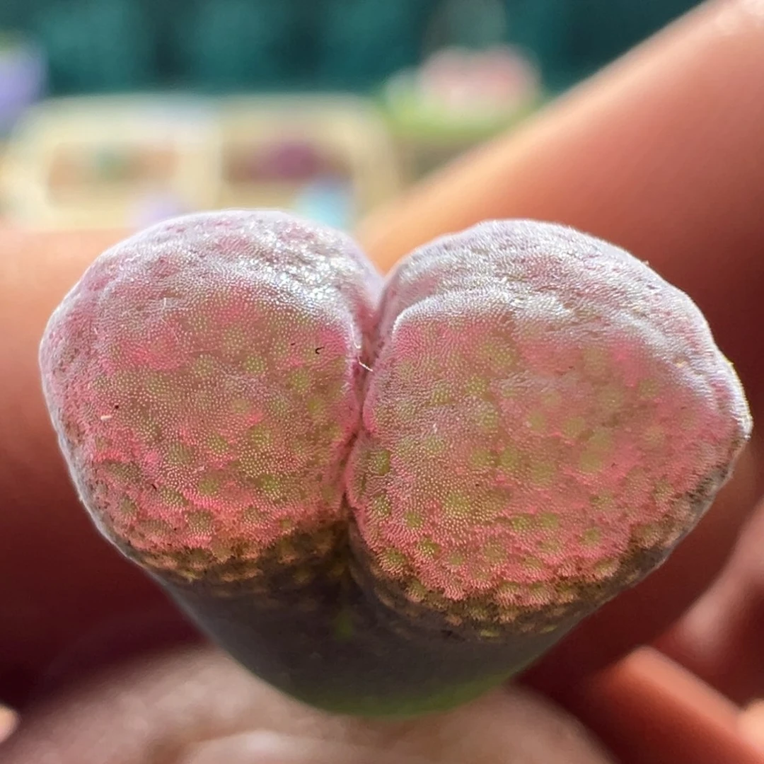1227优选草莓糖霜折后价