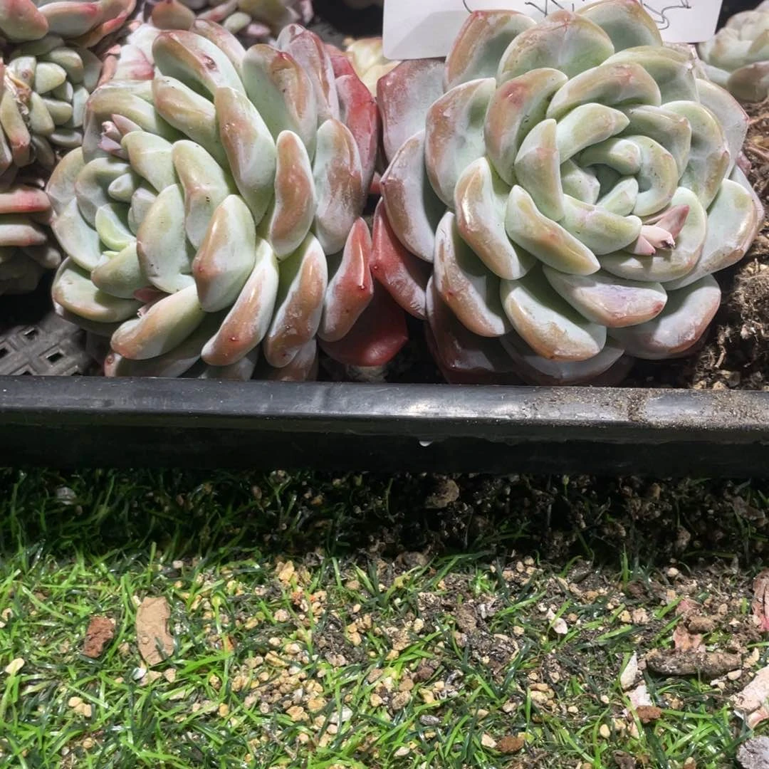 小姐姐专拍冰玉大老桩