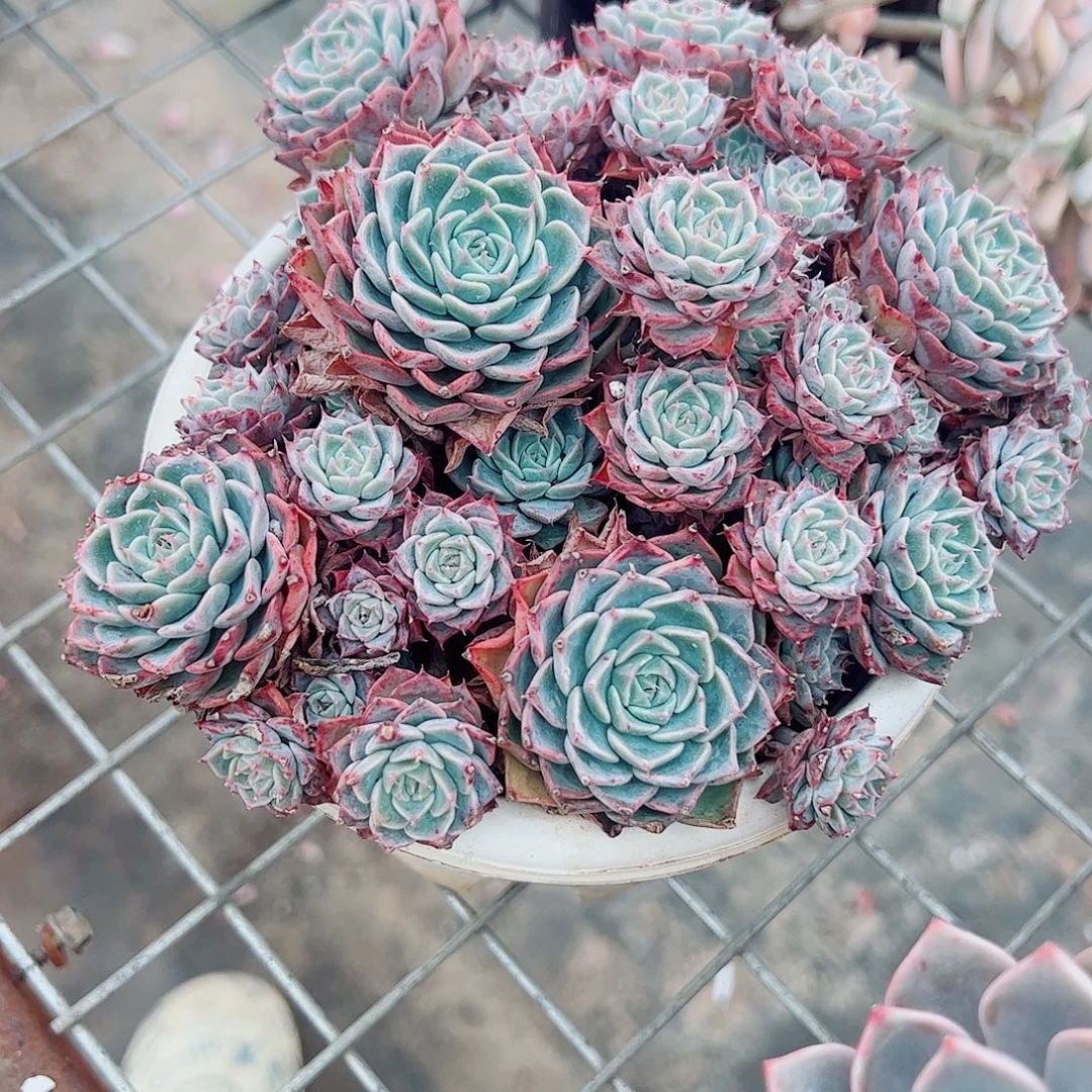 海滨格瑞带盆土精品特价