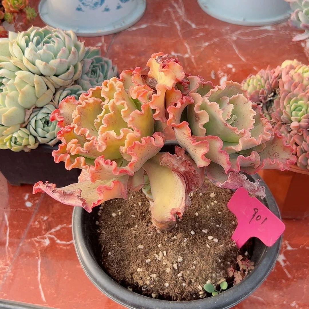 邹901高莎多肉植物