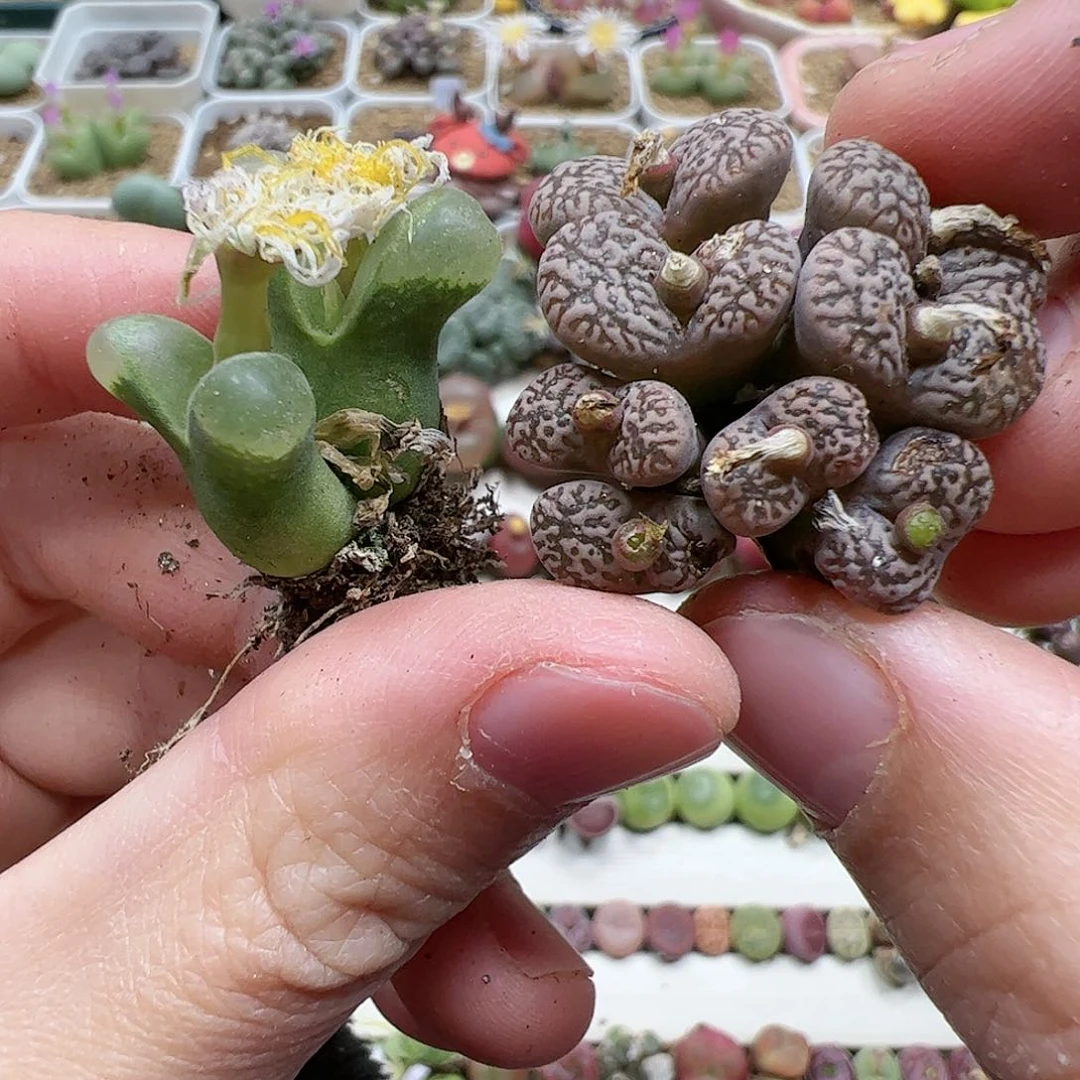 【闪购商品】3 开播福利