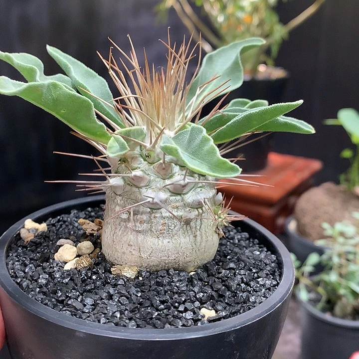 光堂11111111111111