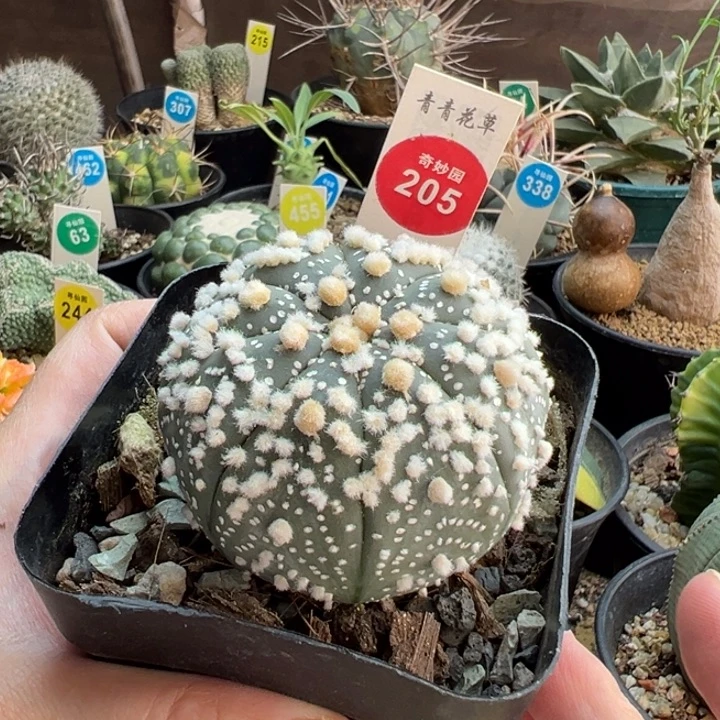 实生花园兜6.1cm一棵