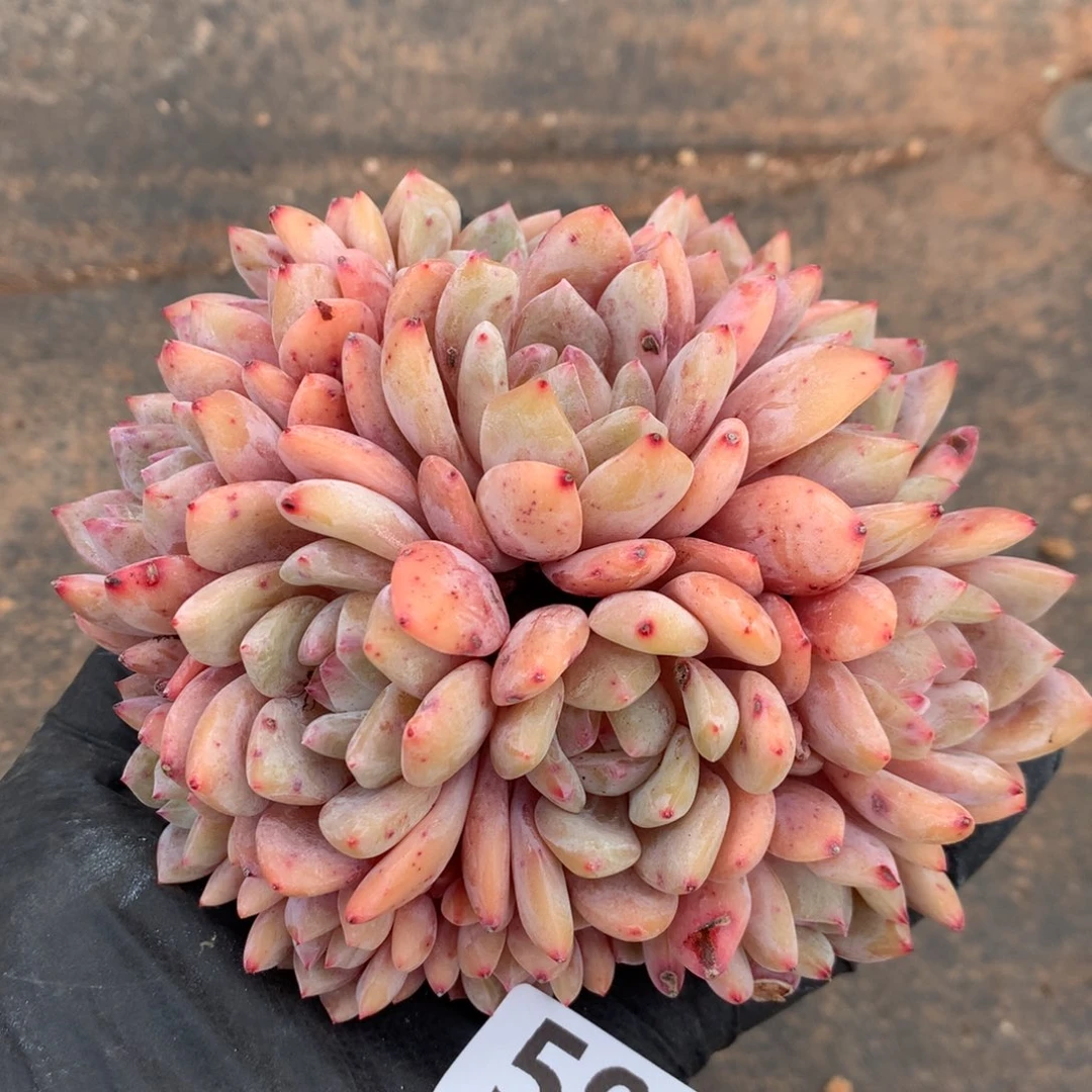 ಇ***ഒ599号新疆西藏内蒙古不包邮