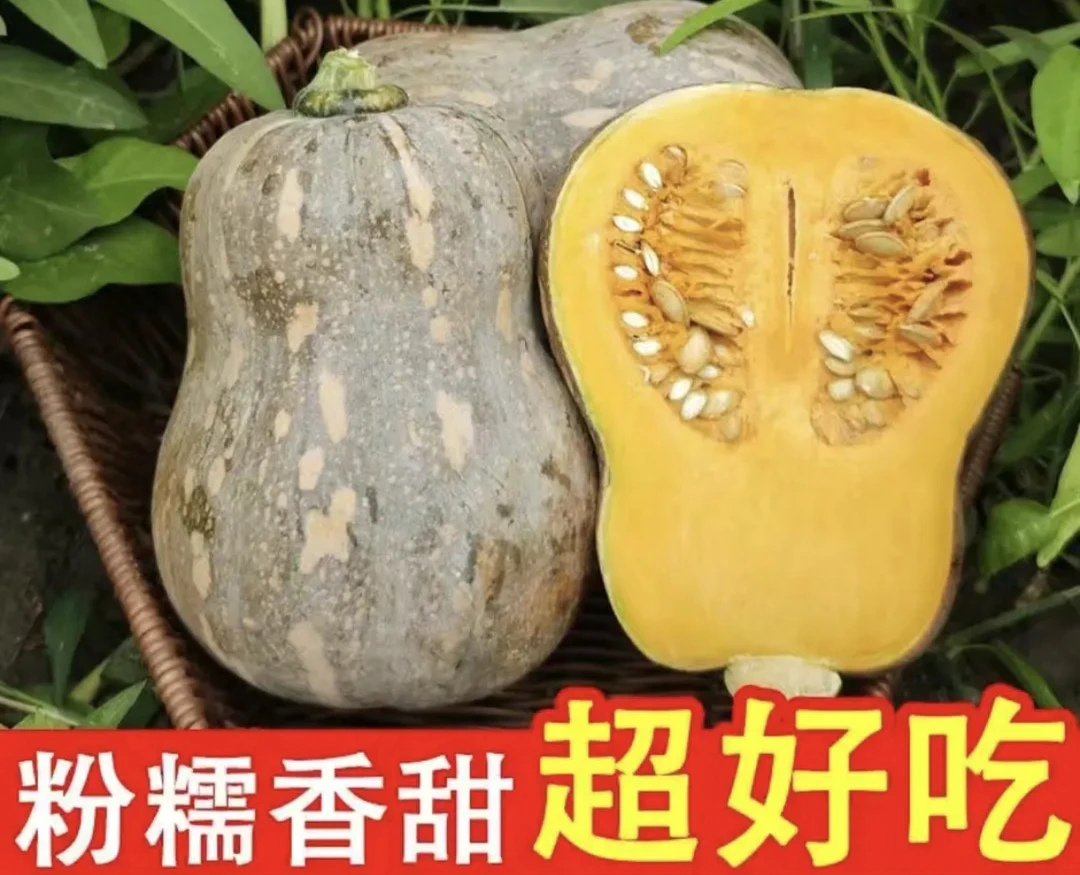 河南农家露天种植奶油小南瓜花生形状软糯香甜农家蔬菜