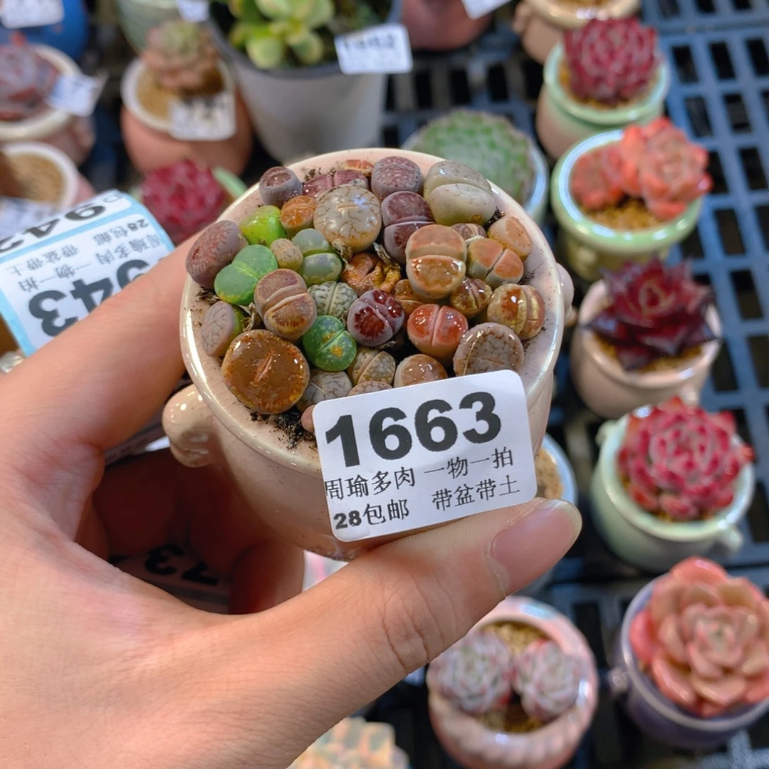 5厘米盆精控多肉1663