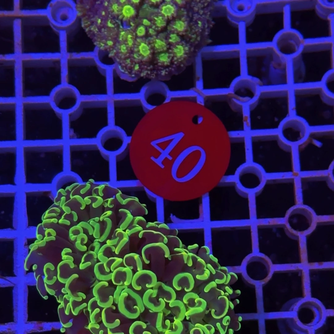 万鱼来朝海水观赏