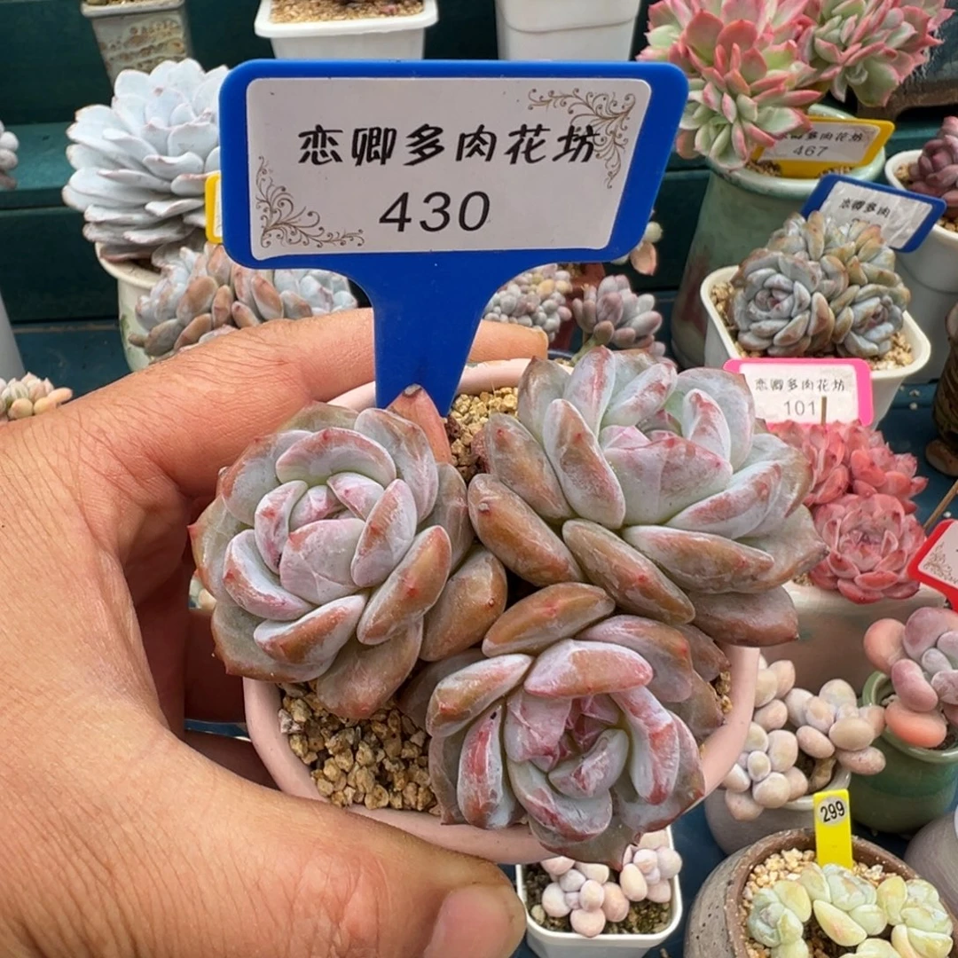 530星影3头无砍老桩
