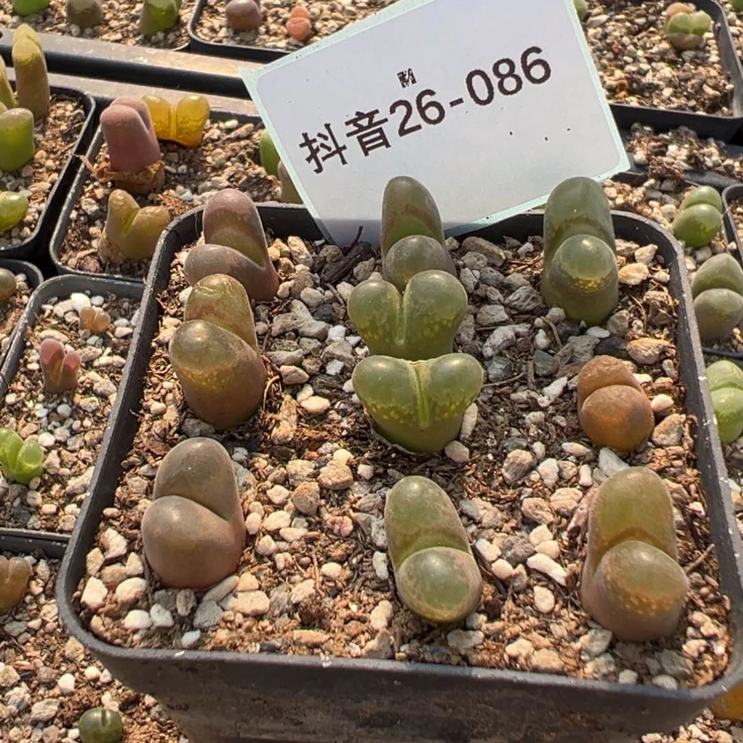 26-86肉锥多肉植物，