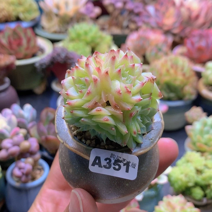 一物一拍含盆土满38包邮A351