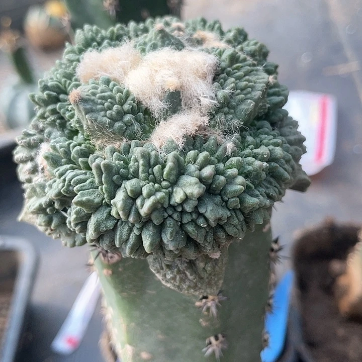 仙人球袖浦接哥斯拉怒