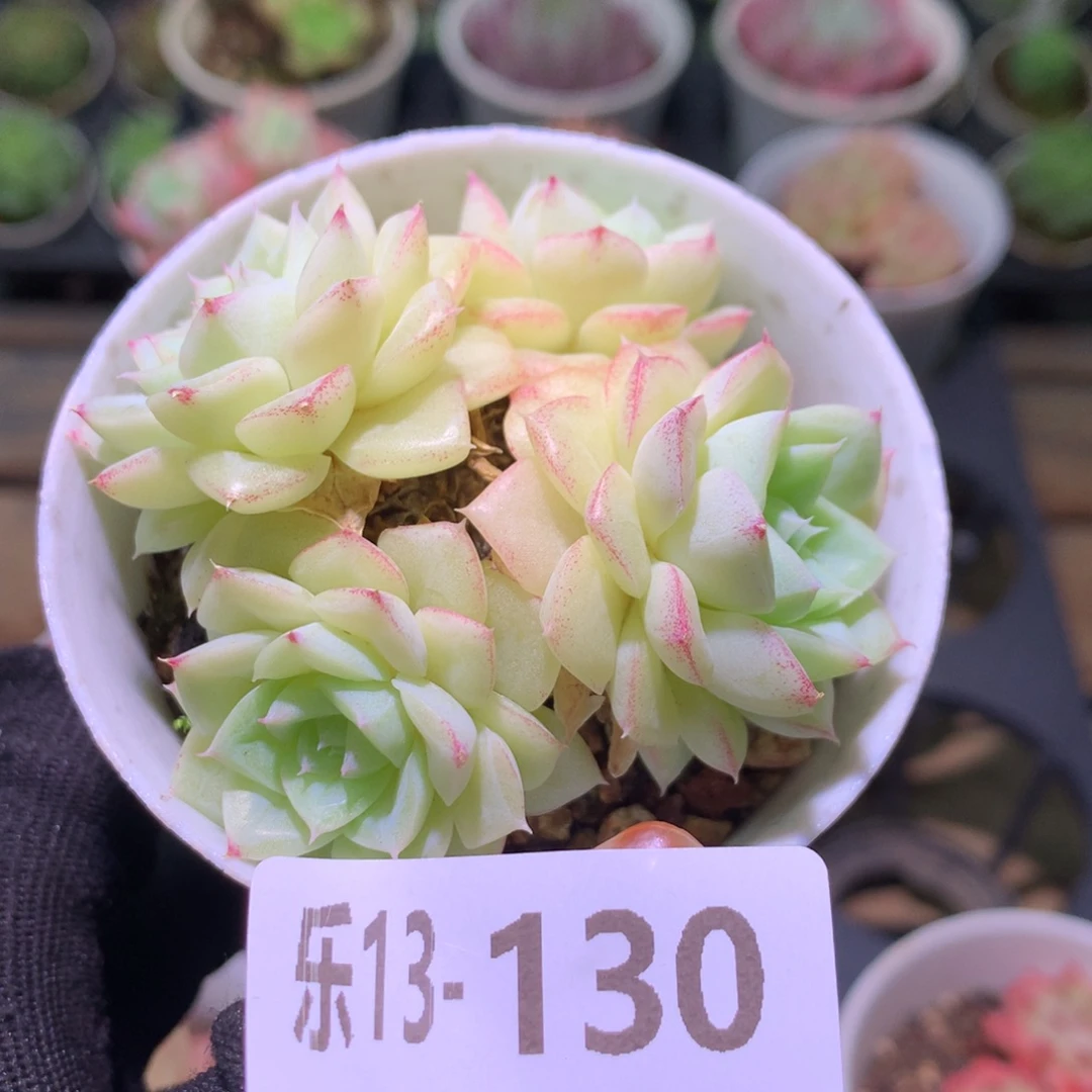 乐然13-130 白天鹅群