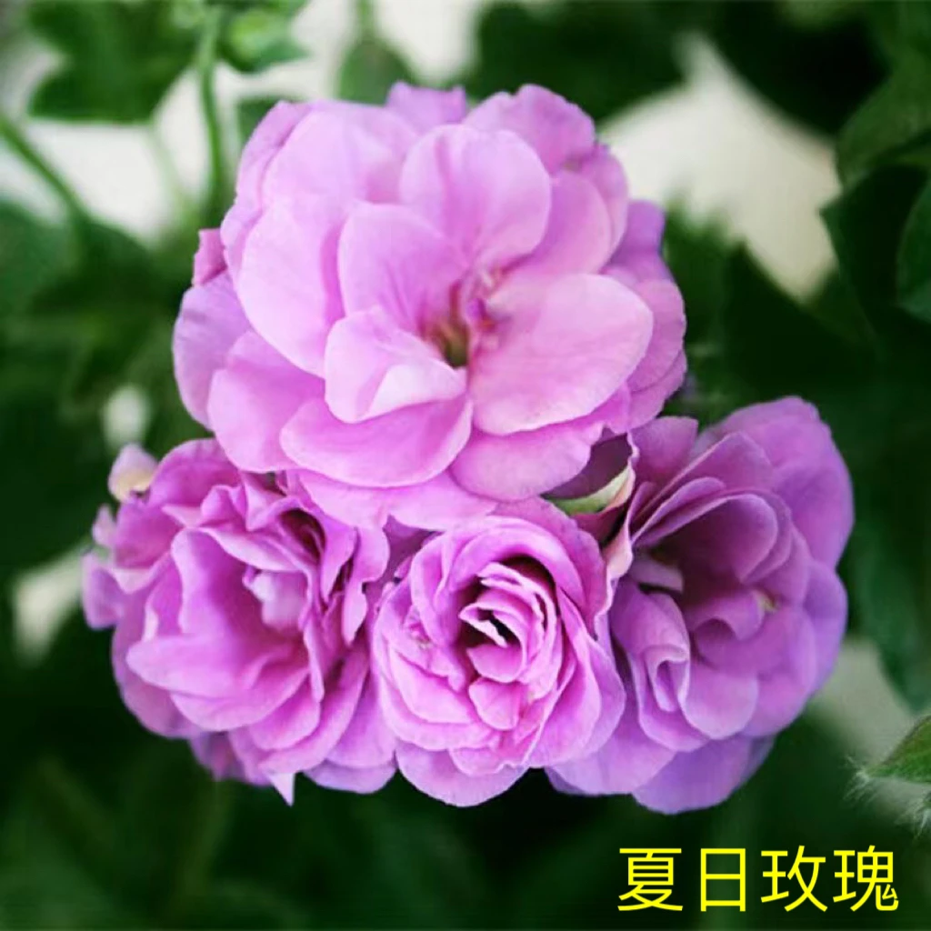 天竺葵花卉【夏日玫瑰】