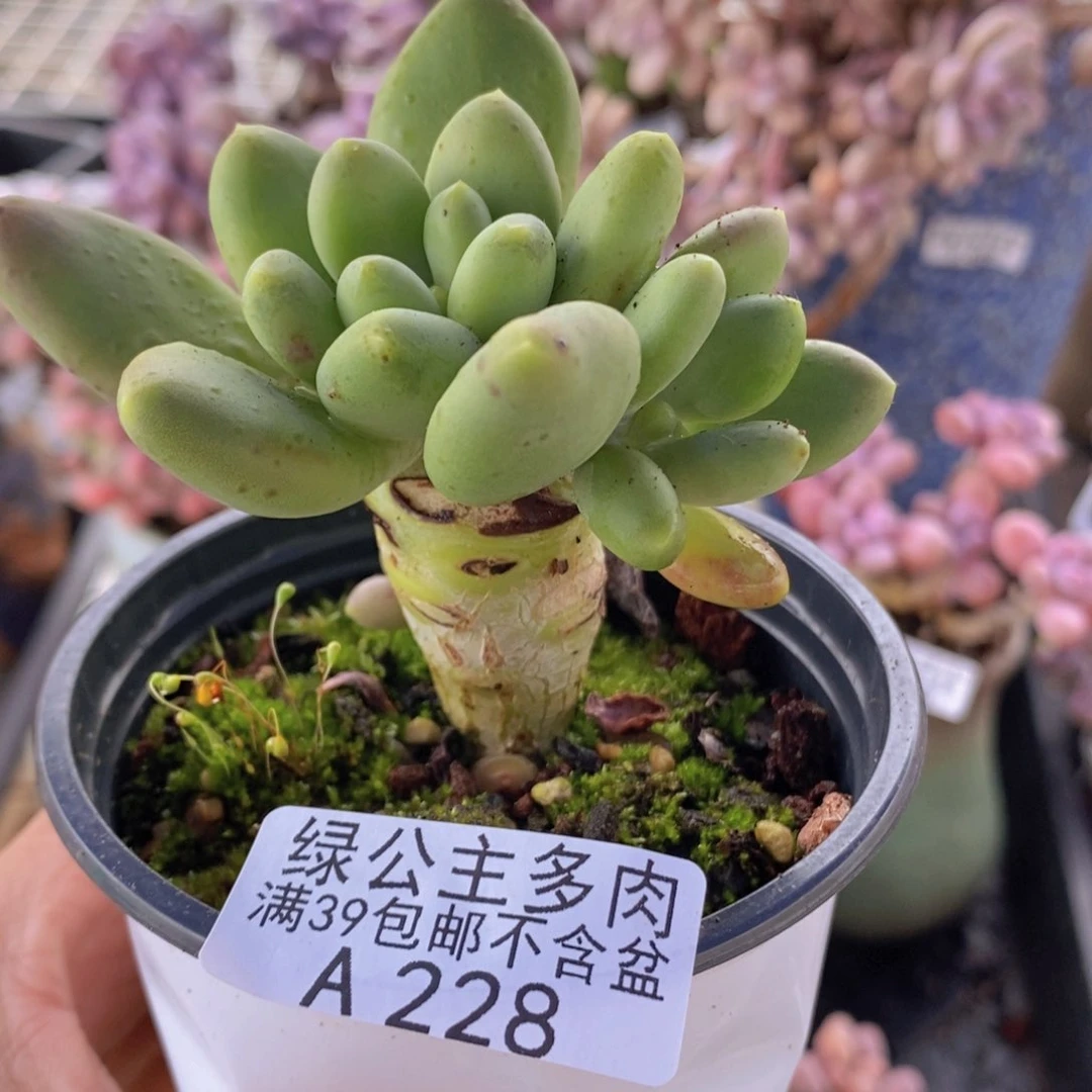 芒果奶228多肉植物