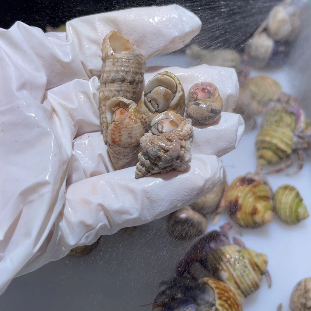 Y1开播福利了紫陆5只组合