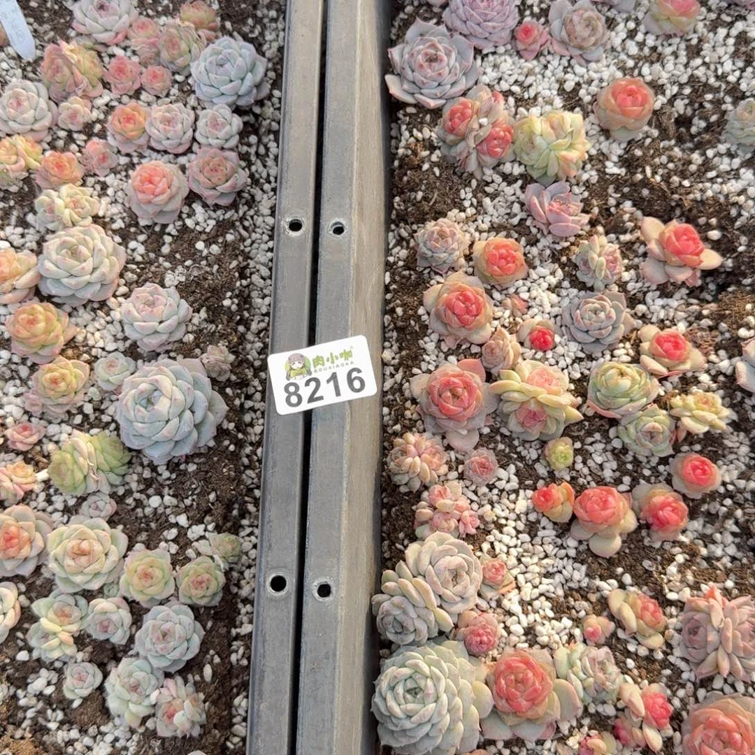 度***多肉植物多肉植物