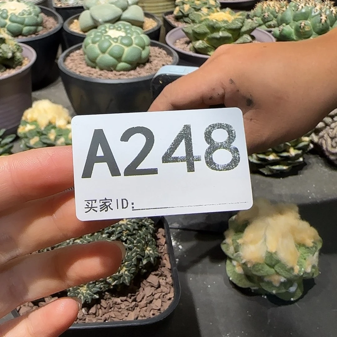 麻***袋实生仙人球特价一颗