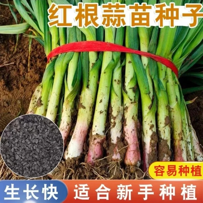 【红根蒜苗种子】红蒜苗宽叶四季种子紫皮蒜盆栽阳台种植简单