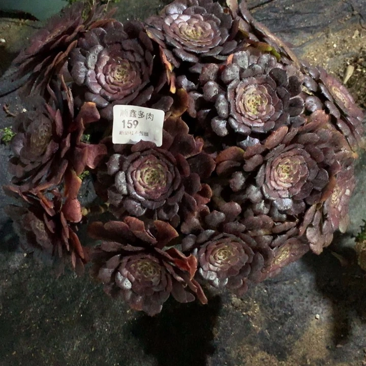 159黑萝莉多肉植物