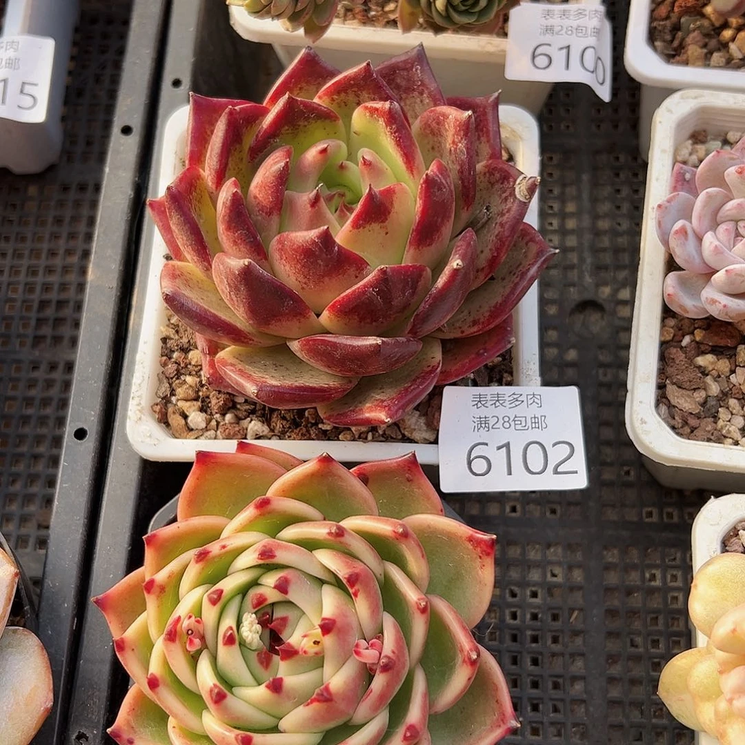 9号遵****敏我们的确是一个6102