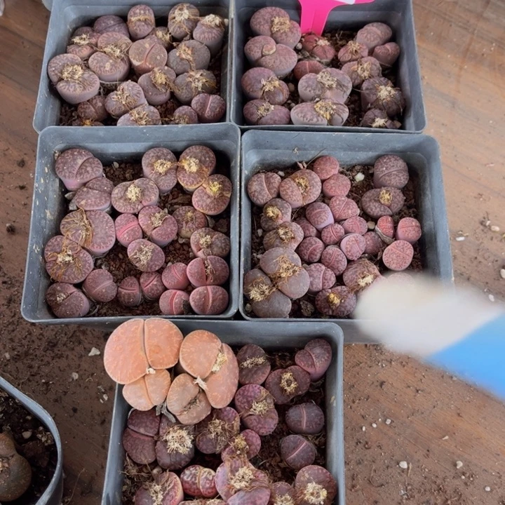 加***2521号8888888888888