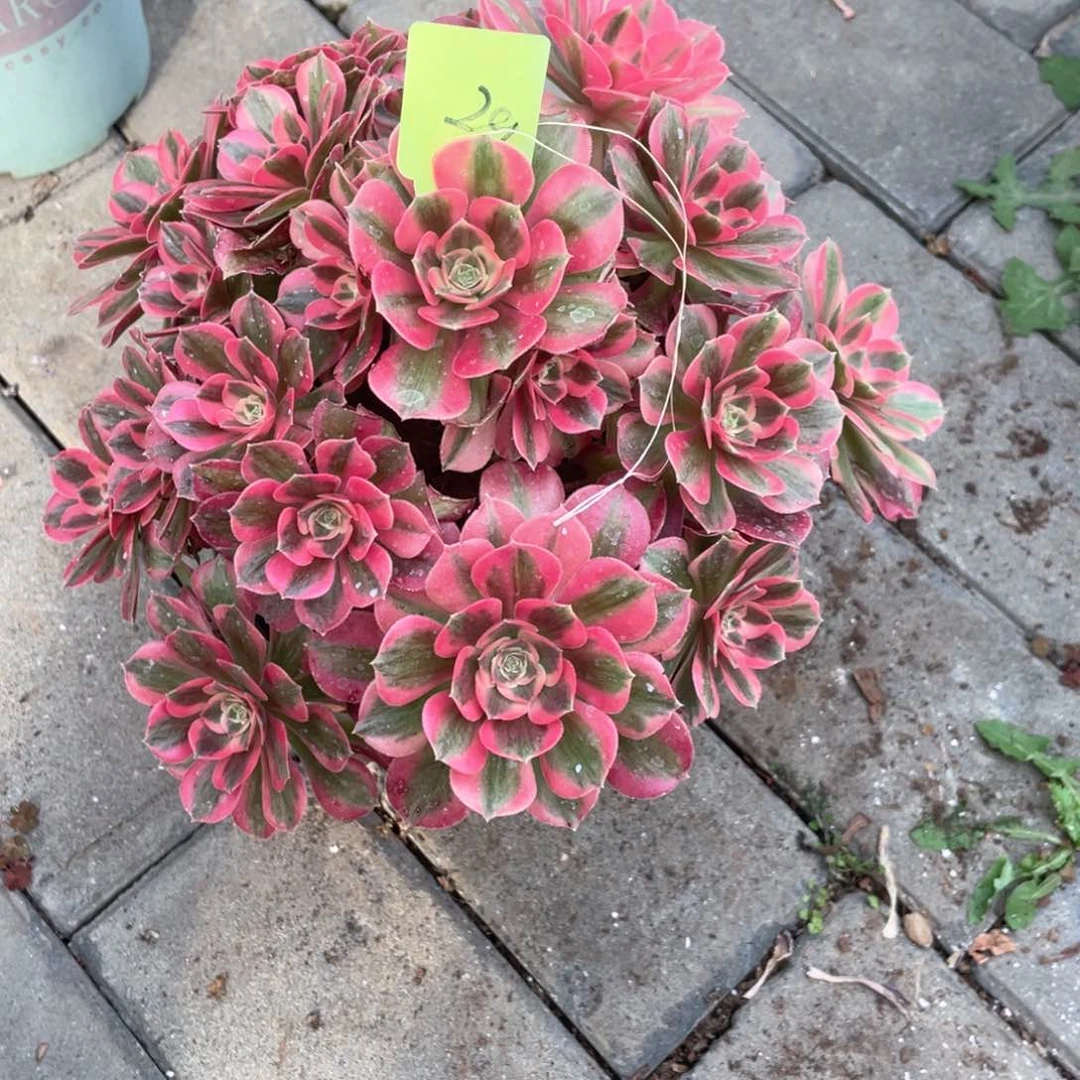 粉女郎老桩手捧29