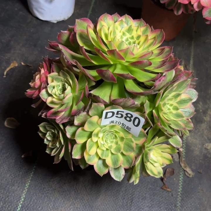 瑞妈一物一拍580有断枝，