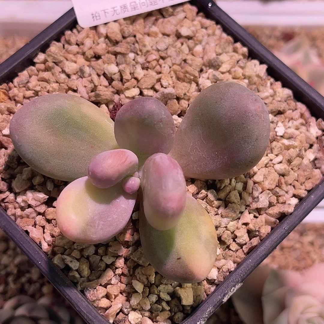 海***林尚品园艺福利锦8158