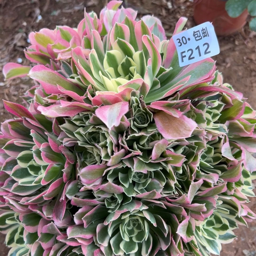 212白凤多肉法师