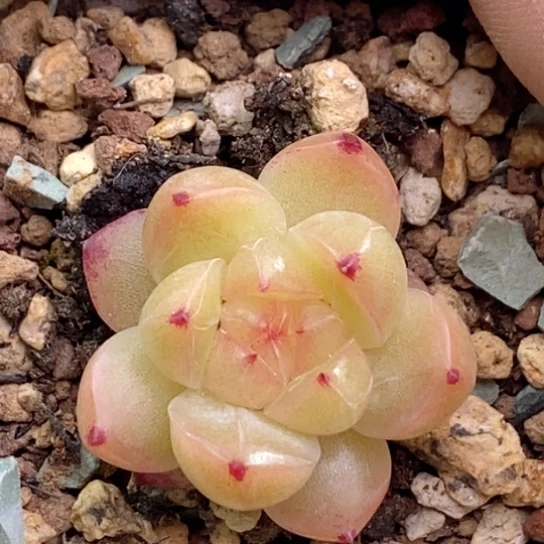 逆*逆w53 新疆西藏内蒙不发其他12.8包邮