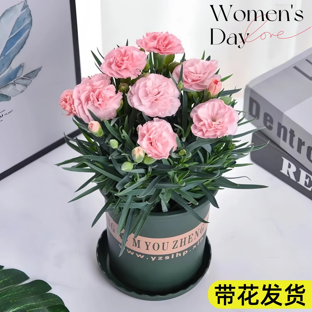 康乃馨杜鹃花盆栽鲜花带花发货室内阳台种植四季开花盆栽花卉绿植