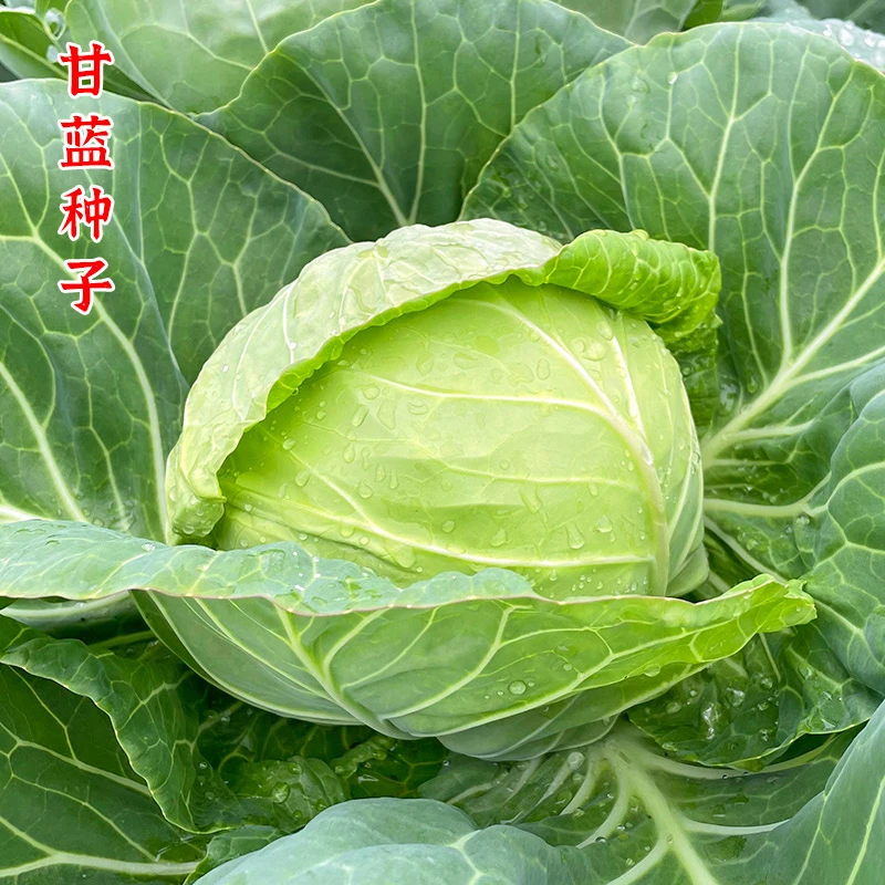 水果甘蓝紫甘蓝种子四季阳台盆栽农家蔬菜孑