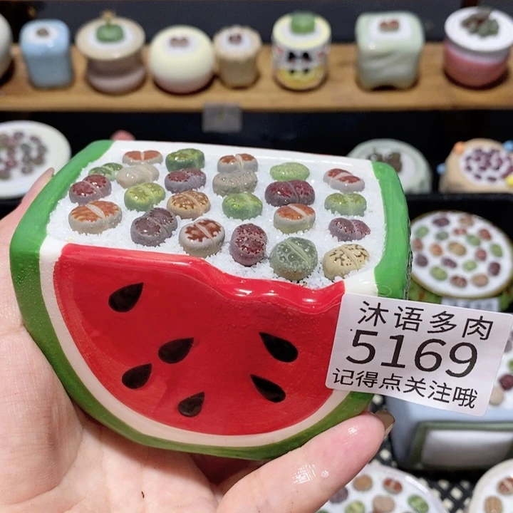 带盆土植物 一物一拍5169